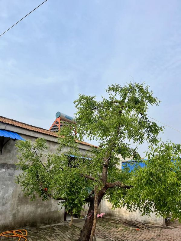 爷爷的小菜园